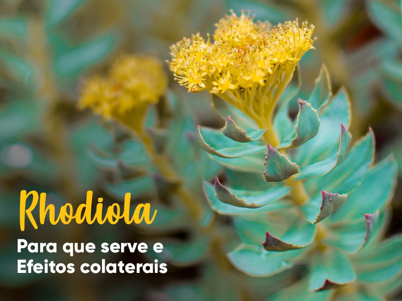Rhodiola rosea: para que serve e efeitos colaterais